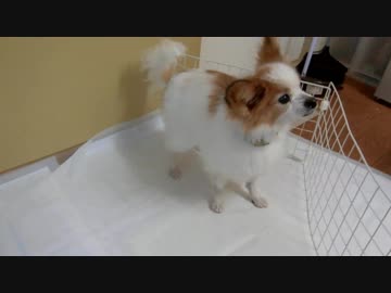 食事が出てくる直前でそわそわしているワンコ（パピヨン）1