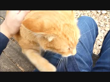 公園のベンチに腰かけた瞬間、やたら人懐こい野良猫が膝の上を占拠し始めた