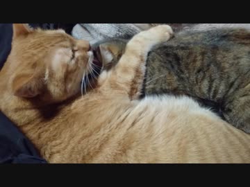 拾いねこ＠生後2356/2323日目　月音「はっ・・見ちゃらめー！」