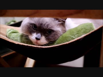 もふもふでももふもふなものをもふもふしたい