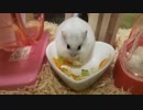 【ハムスター】おもちのもちもち活動その7　ひたすら食べるだけ(声なし)
