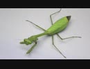 [閲覧注意!!]　マレーシア産ハラビロカマキリにゴキブリを与えてみた。(Hierodula ssp)