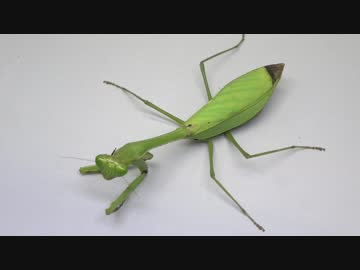 [閲覧注意!!]　マレーシア産ハラビロカマキリにゴキブリを与えてみた。(Hierodula ssp)