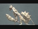[閲覧注意!!] 再編集 アザミカマキリ(幼虫）にゴキブリを食べさせてみた。 (Blepharopsis mendica)