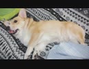 【しっぽ】ぐーたら遊ぶコーギーさん【corgi】