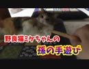 ３年かけて慣れてきた猫と孫の手であそんでみた。
