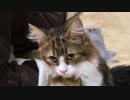 攻撃とペロペロを繰り返す猫達