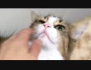 毛布の中に潜る猫と上からペシペシする猫