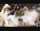 ベットでゴロゴロする猫達