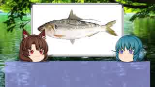 【ゆっくり解説】ゆっくりわかさぎ姫が教える魚　#２匹目　~鮗~