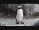 東武動物公園 フンボルトペンギン えだまめが寒さでプルプルする