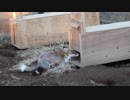東武動物公園 捕獲箱に入りそうで入らないキツネさん