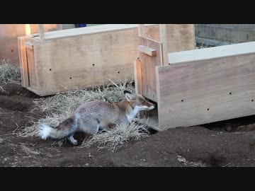 東武動物公園 捕獲箱に入りそうで入らないキツネさん
