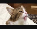 変な態勢でペロペロする猫