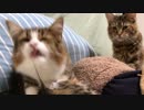 まったりペロペロなひととき