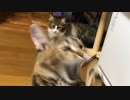 ススキでじゃれる猫