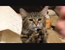 続!!ススキでじゃれる猫