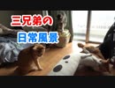 ３兄弟の日常。ちんあなごさん大人気