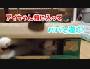どうしても箱に入りたいぬこ