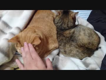 拾いねこ＠生後2357/2324日目　冬はこういう絵面が多くなりますね・・ｗ