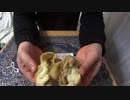 蒸さずに焼いた肉まんの食レポ【ＮＷＴＲの中身】