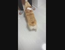 【しっぽ】遊んで下さいと猛アピールするコーギーさん【corgi】