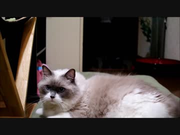 とってこいではない