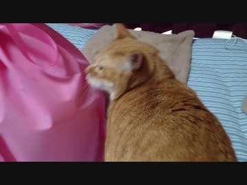 拾いねこ＠生後2358/2325日目　アコさん病院行ってきました