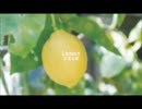 【からん】Lemon/米津玄師【歌ってみた】