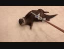 これを見ると水が出てくると思い込んでいるカワウソ