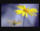 クルクルクルル・イレイレイレレ / GUMI オリジナル曲