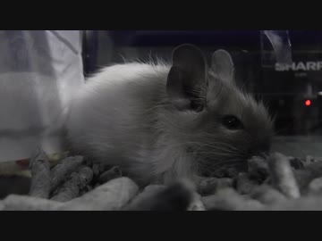 デグ日.番外編１ ~生後１ヶ月の可愛い女の子~