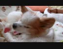 もこもこの物に囲まれてまったりするワンコ（パピヨン）