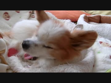 もこもこの物に囲まれてまったりするワンコ（パピヨン）