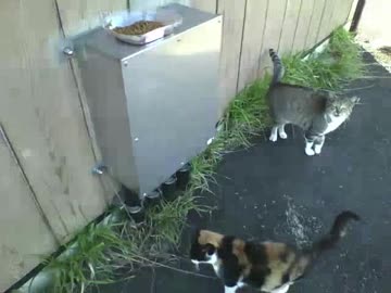 ご飯の間にしっぽをニギニギモフモフ