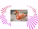 「フラ・ふら」で加速、「ミンゴ」で減速してしまうFlamingo　米津玄帥
