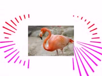 「フラ・ふら」で加速、「ミンゴ」で減速してしまうFlamingo　米津玄帥
