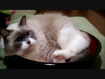 年越し蕎麦に変身中