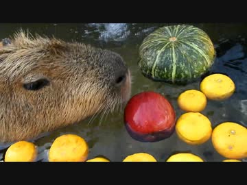 カピバラのゆず湯2018　那須どうぶつ王国