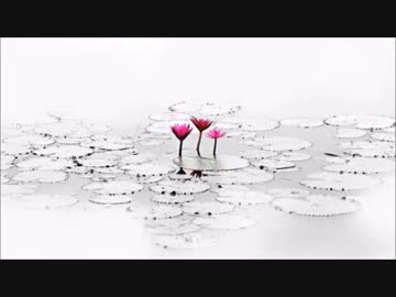 ロータスサンクチュアリ／Fig.【歌ってみた】
