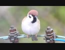 演説しているようなスズメ