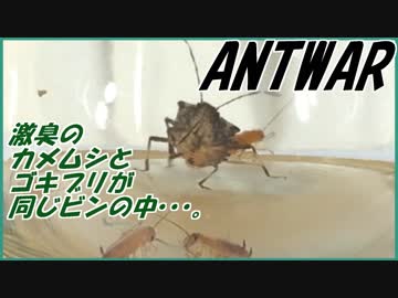 ゴキブリとカメムシを同じビンにいれて閉じ込めたら想像通りの結果になった。