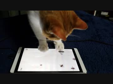 今や猫もスマホを使います