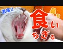 子猫が飼い主の鼻を食いちぎりました…