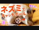 捕まえてきたネズミで子猫とキャッチボールしてみた