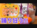 ハロウィンで子猫が踊り狂う！パーティーは大荒れで…【ほぼ渋谷】