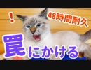 猫「人間はなぜこんな罠を置くの？」飼い主「ごめん…」