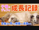 生後2ヶ月の子猫デュフィを保護した日からの成長記録【予告編】