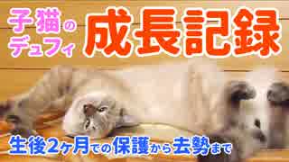 生後2ヶ月の子猫デュフィを保護した日からの成長記録【予告編】