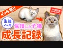 田舎で保護した子猫デュフィが大きくなるまでの成長記録【去勢＆体重5倍】